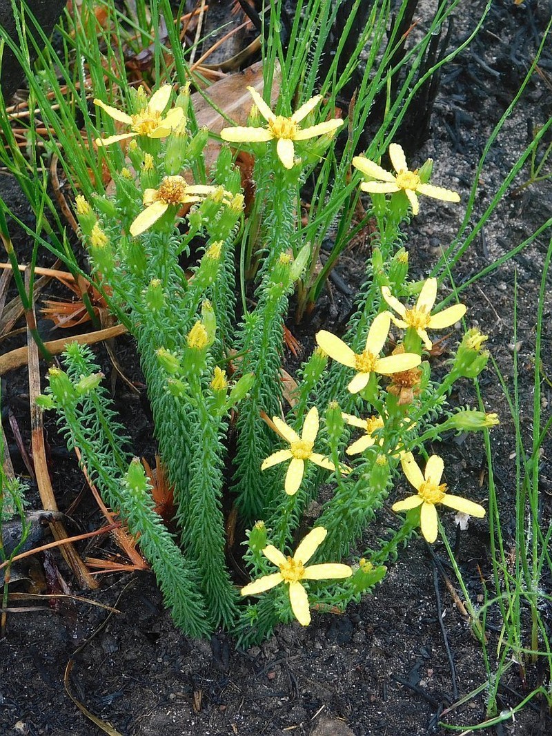 Senecio retortus photo 5
