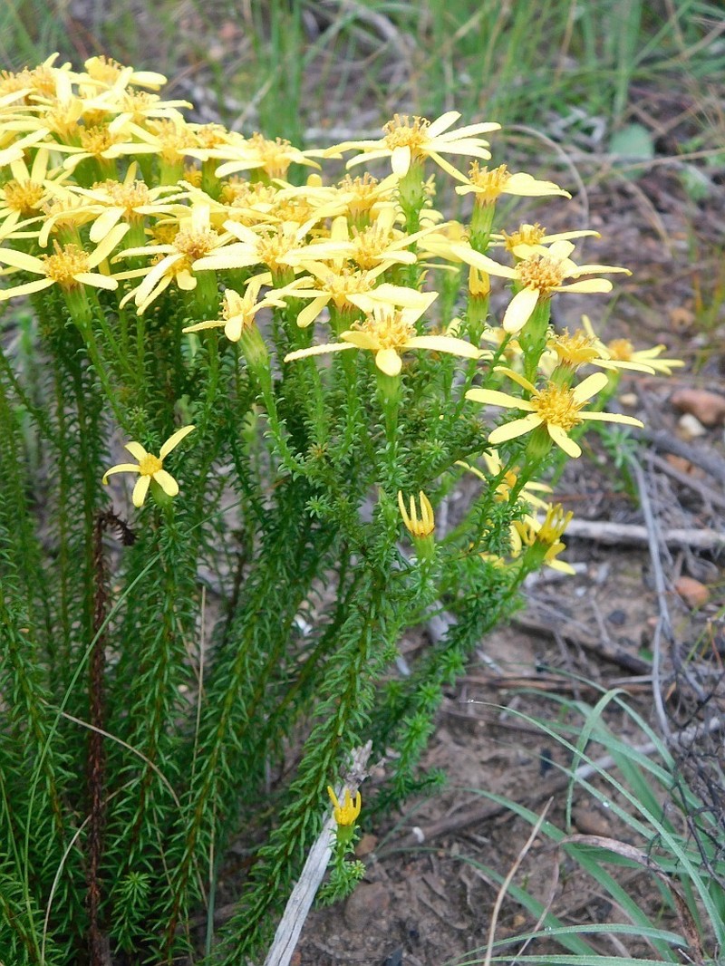 Senecio retortus photo 6
