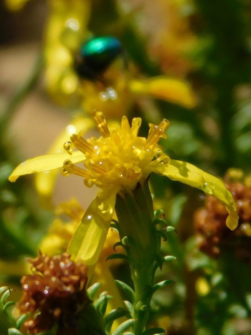 Senecio retortus photo 7