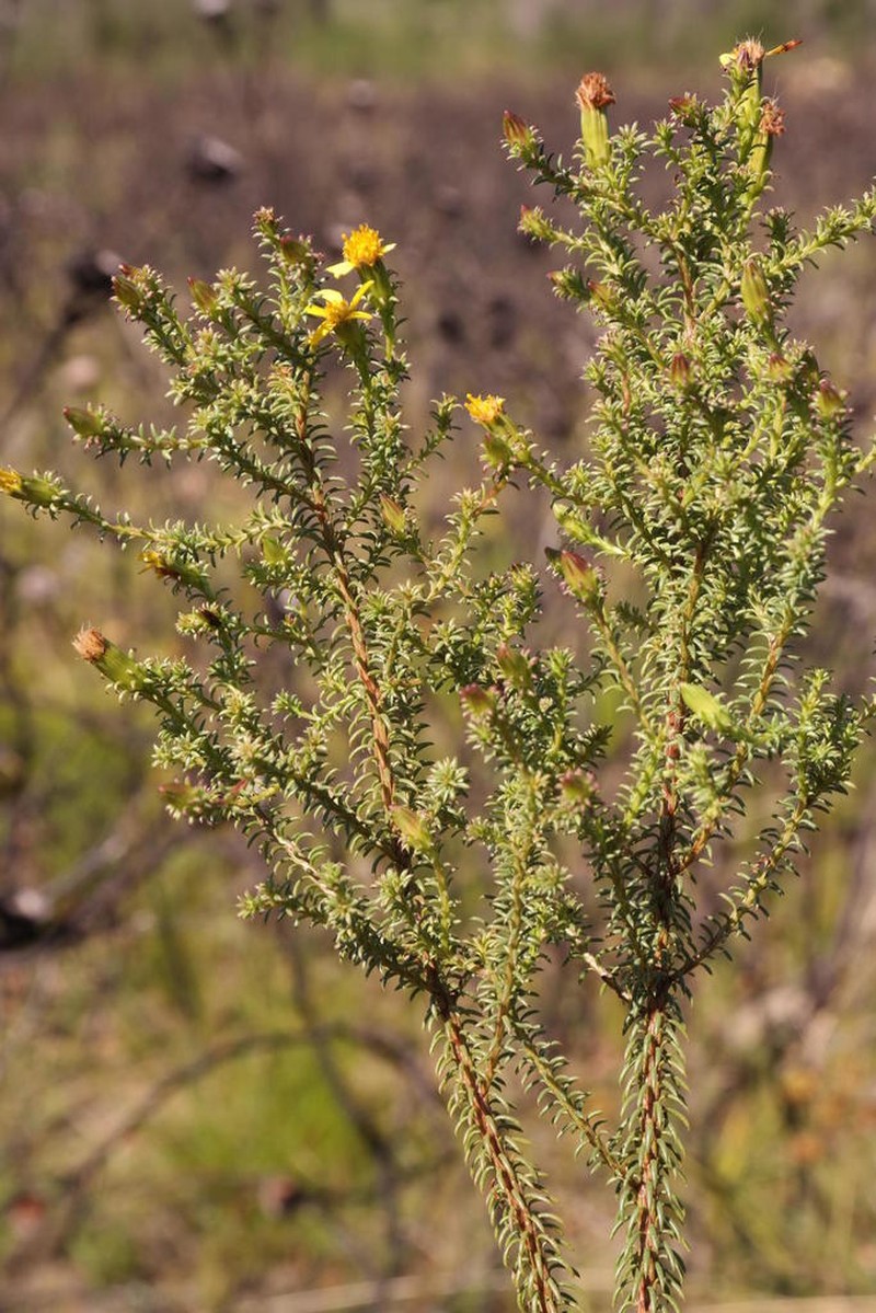 Senecio retortus photo 8