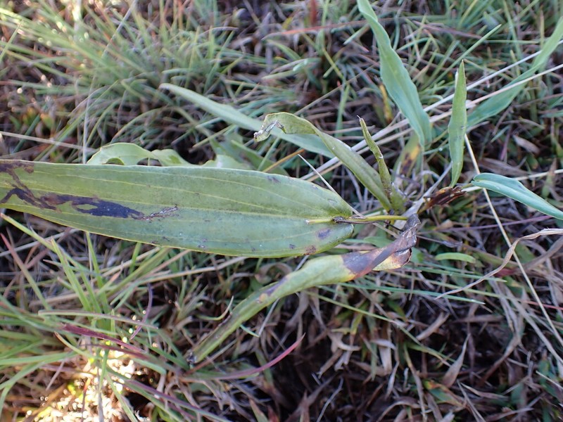 Senecio retrorsus