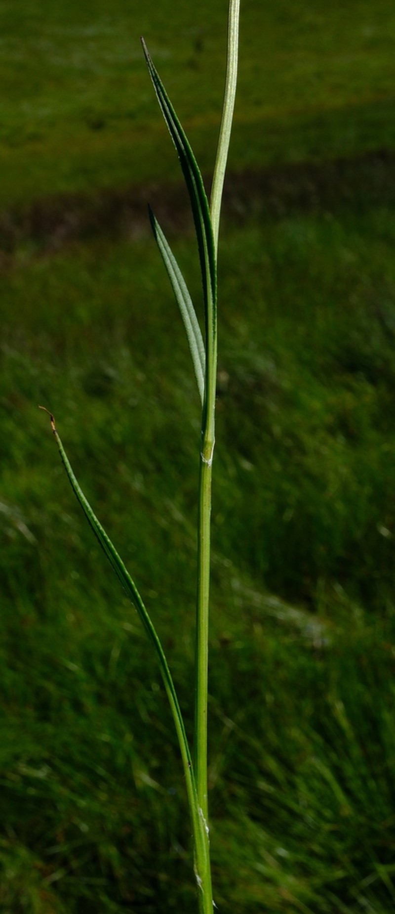 Senecio retrorsus photo 3
