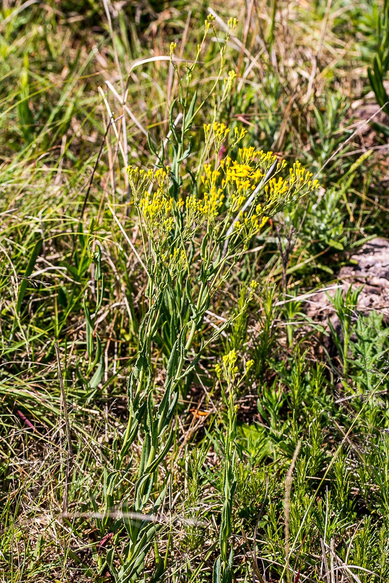 Senecio retrorsus photo 4