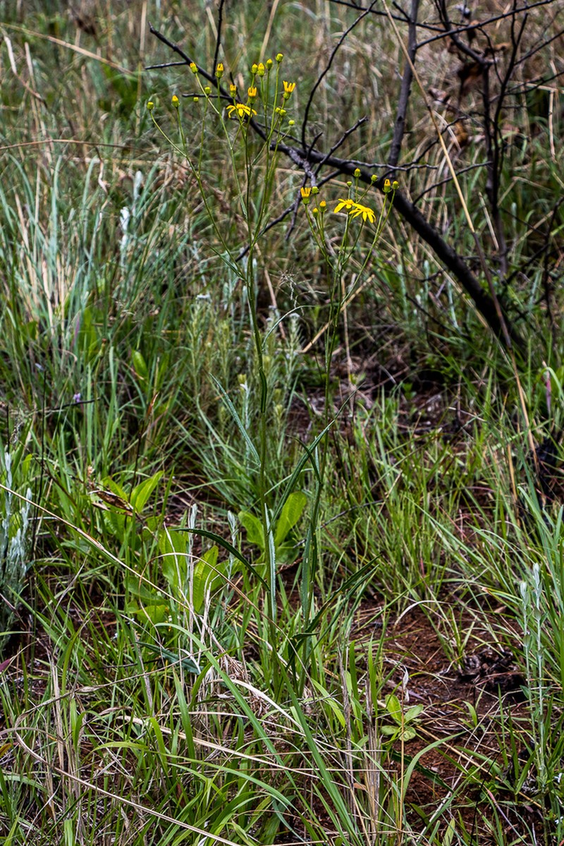 Senecio retrorsus photo 5
