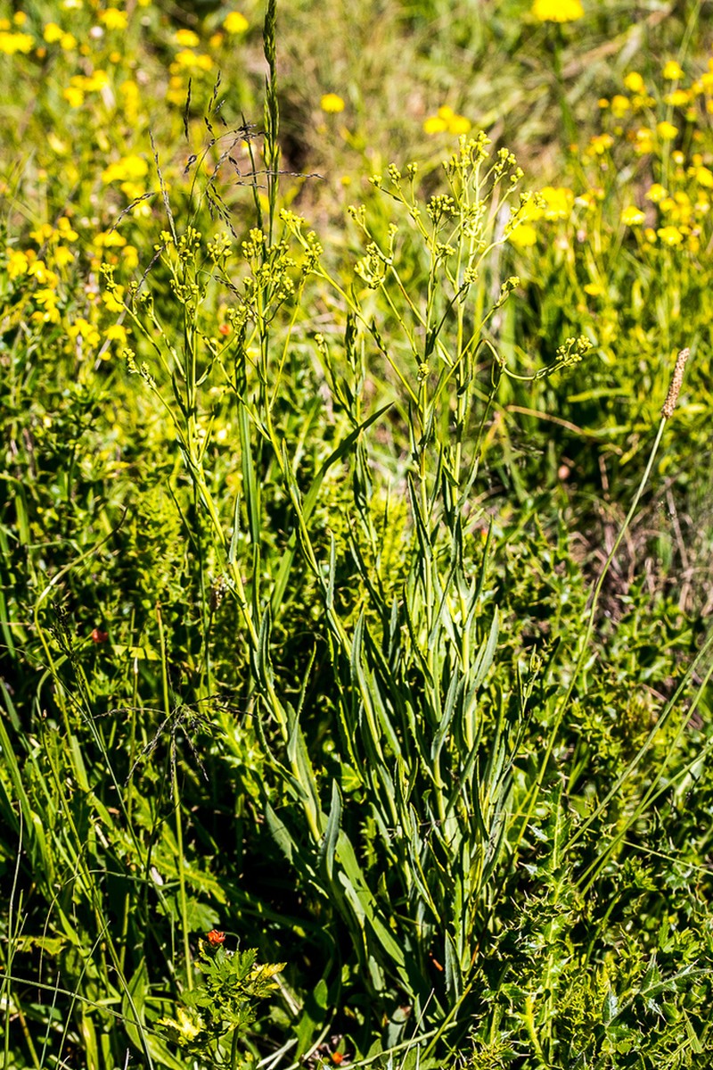 Senecio retrorsus photo 6