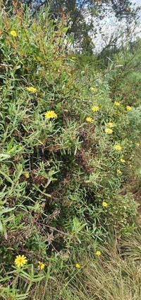 Senecio rhammatophyllus