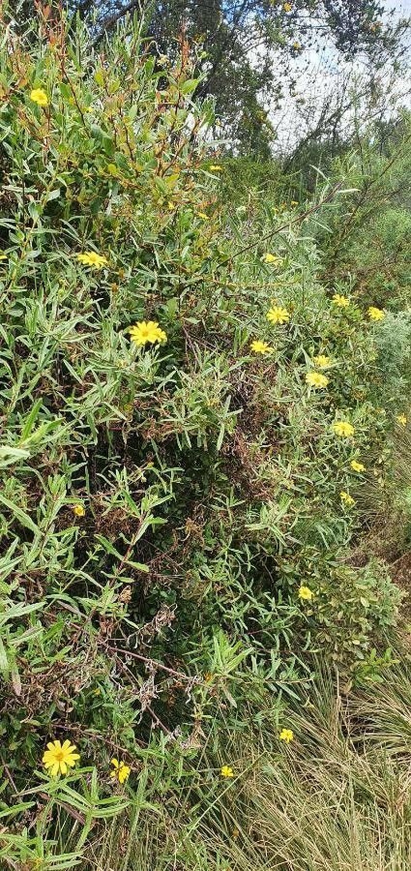 Senecio rhammatophyllus