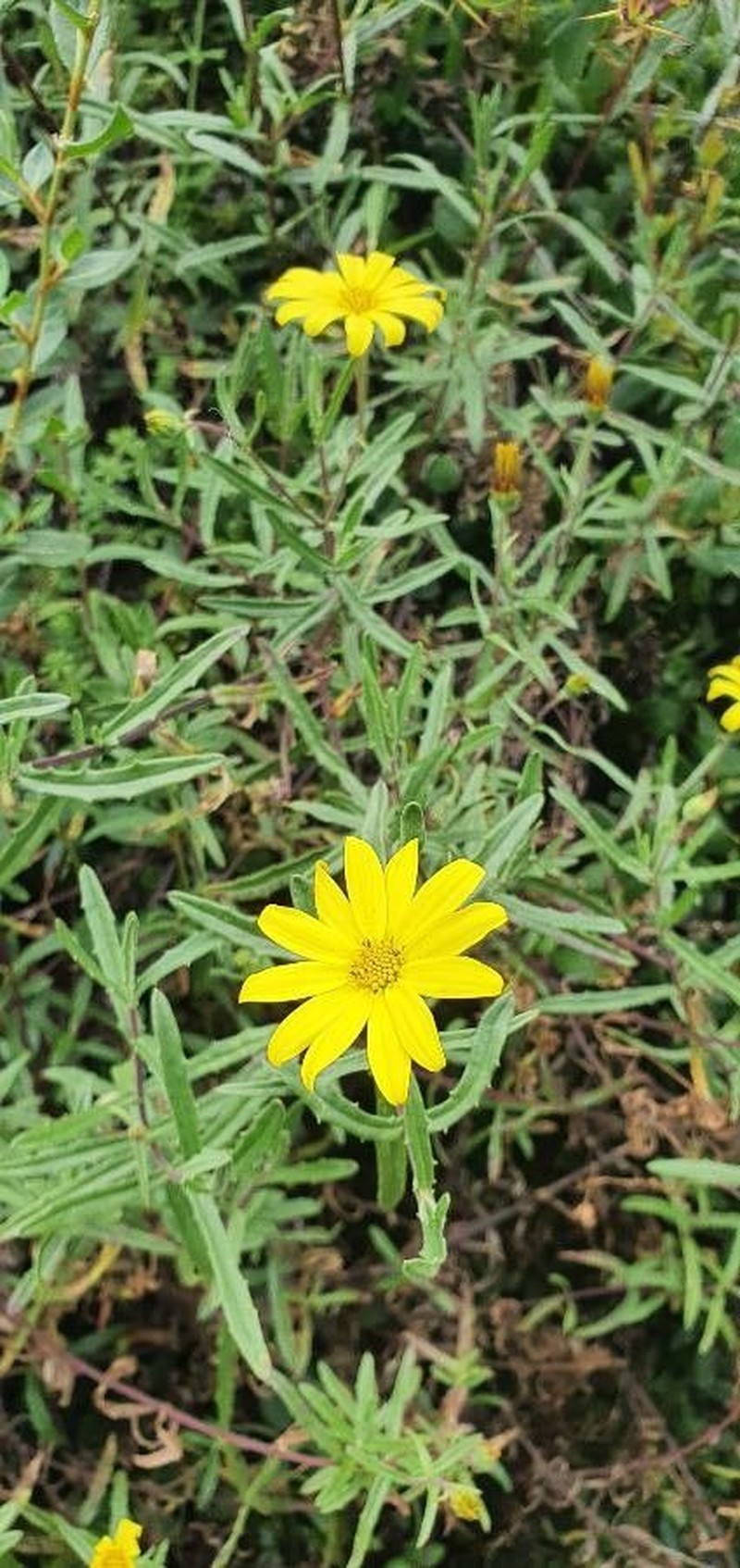 Senecio rhammatophyllus photo 2