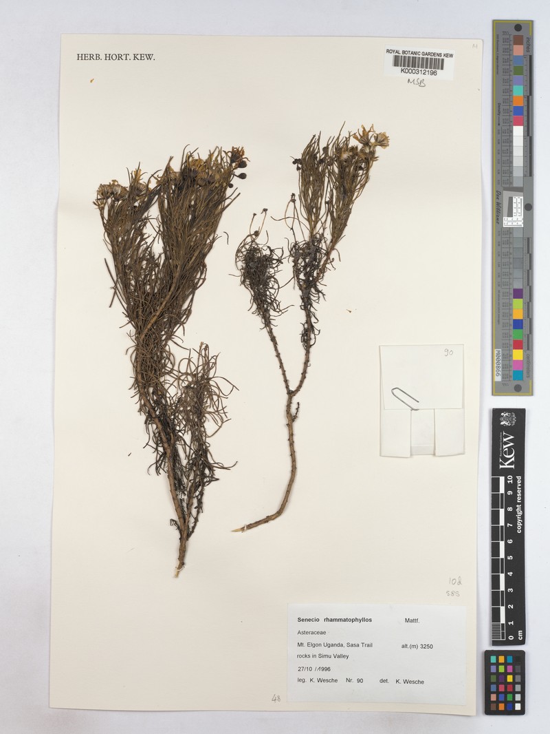 Senecio rhammatophyllus photo 3