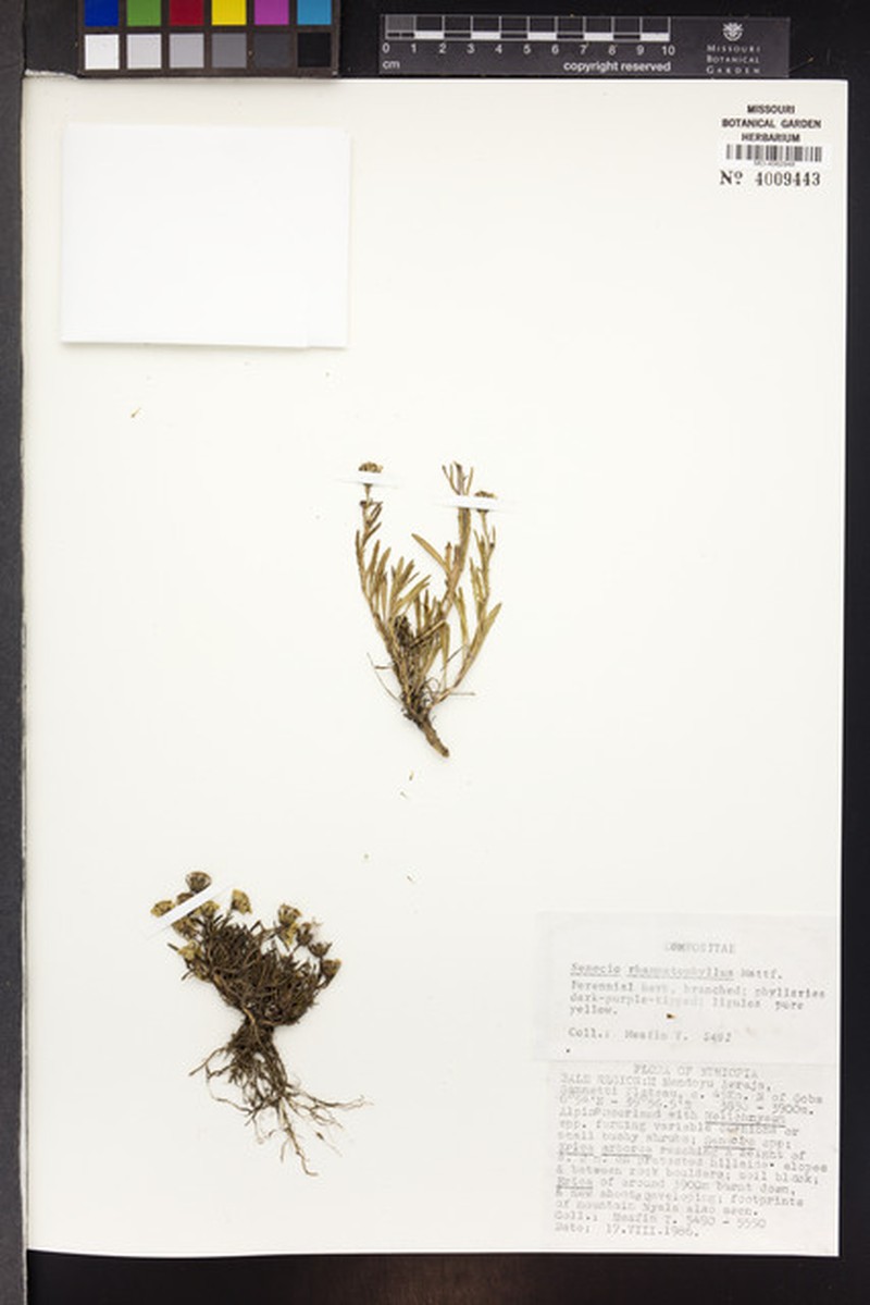 Senecio rhammatophyllus photo 4
