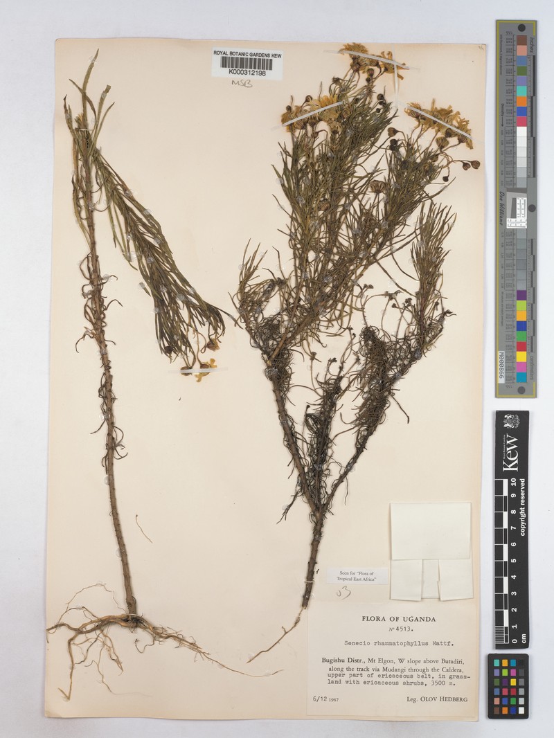 Senecio rhammatophyllus photo 5