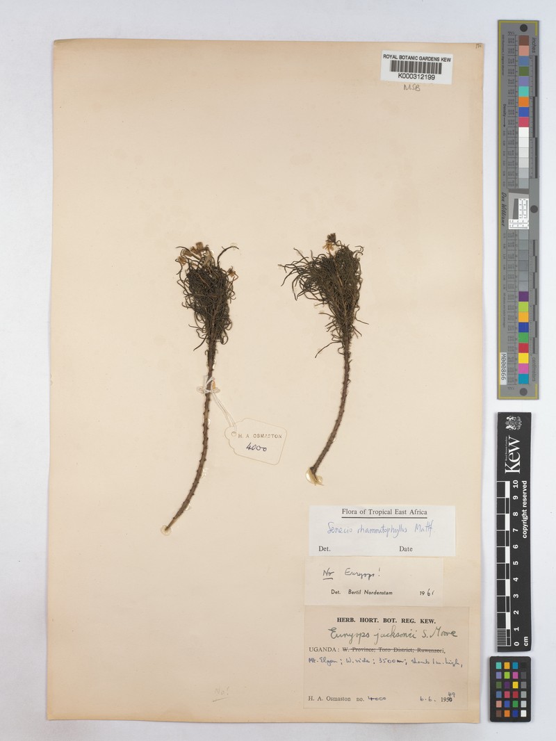 Senecio rhammatophyllus photo 6