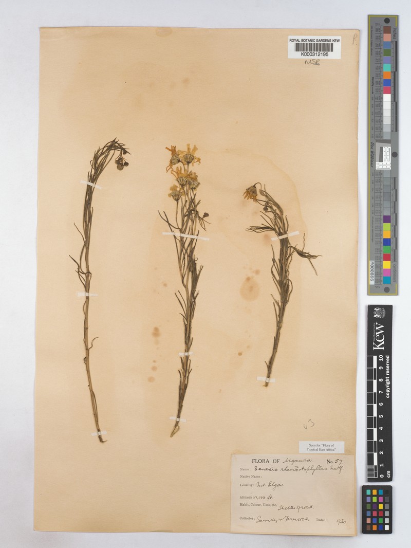 Senecio rhammatophyllus photo 8