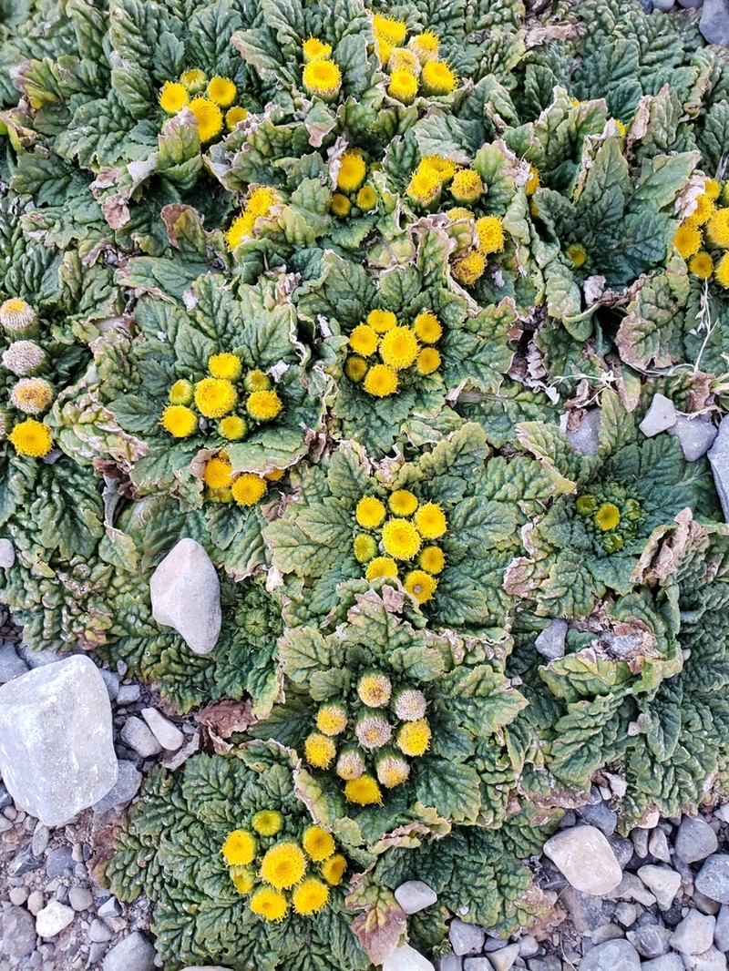 Senecio rhizocephalus