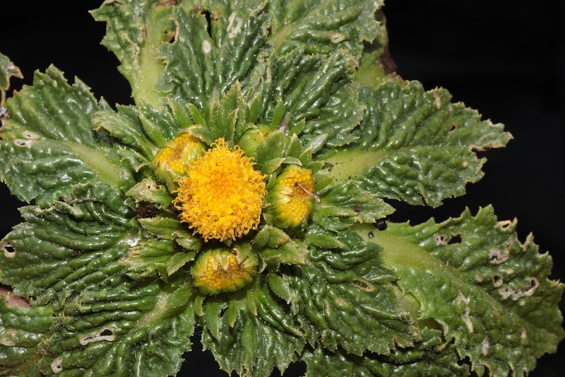 Senecio rhizocephalus photo 2