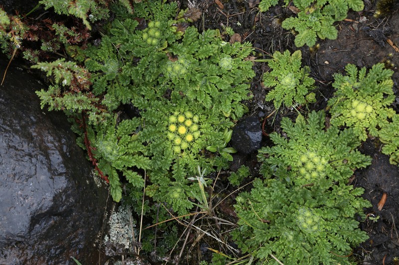 Senecio rhizocephalus photo 3