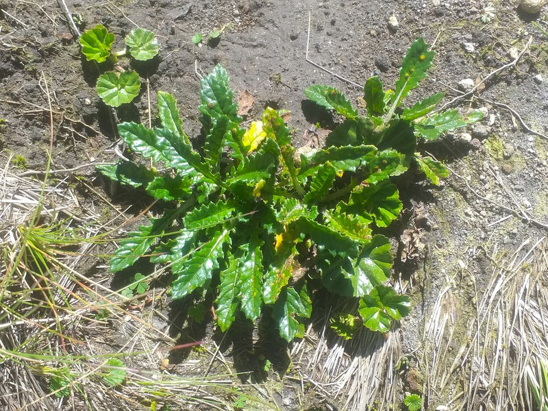 Senecio rhizocephalus photo 4
