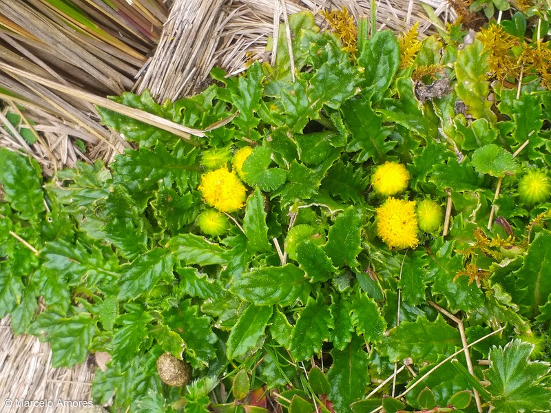 Senecio rhizocephalus photo 5