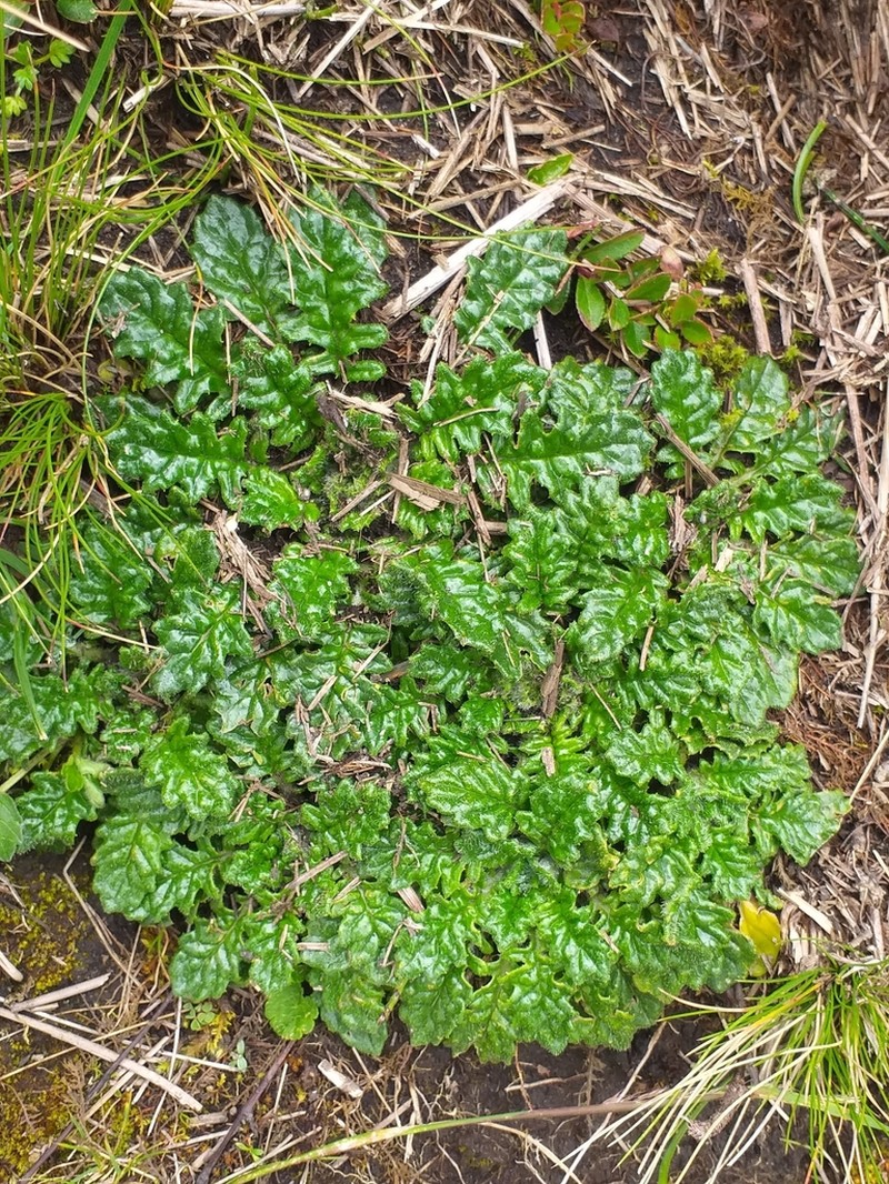 Senecio rhizocephalus photo 6