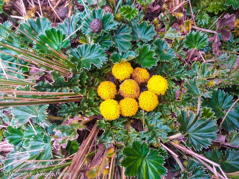 Senecio rhizocephalus photo 8