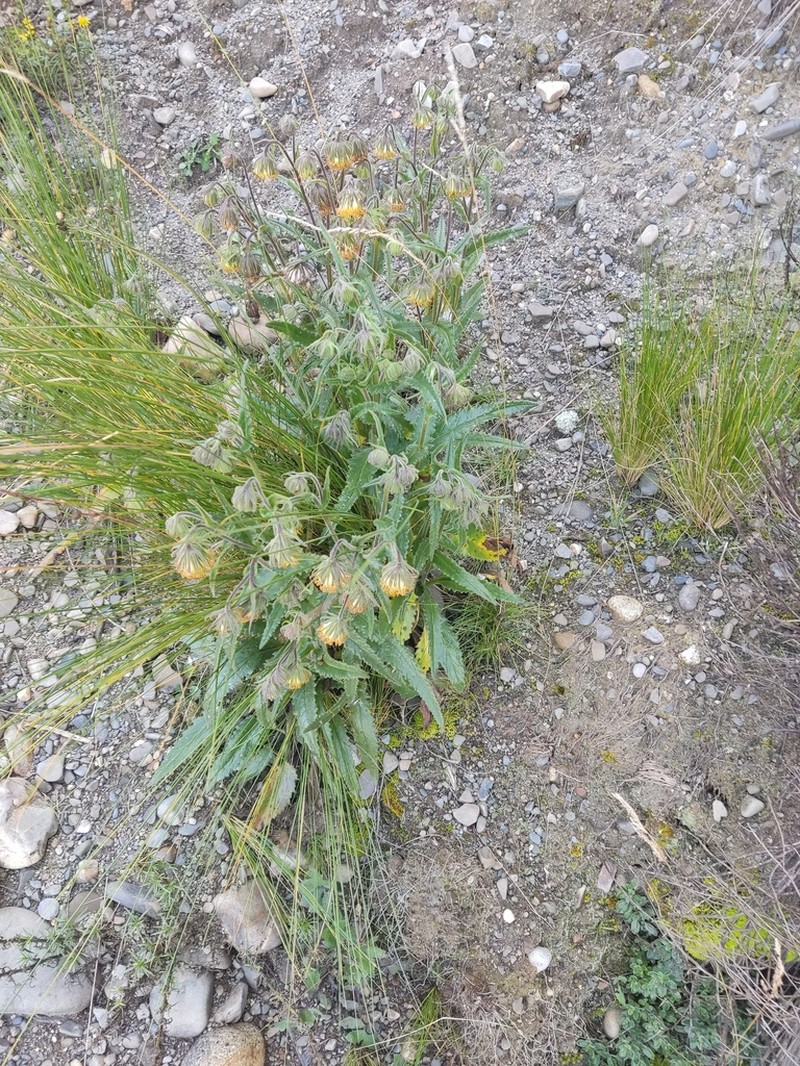 Senecio rhizomatus