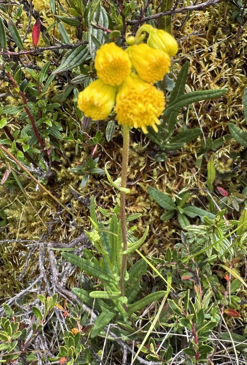 Senecio rhizomatus photo 2