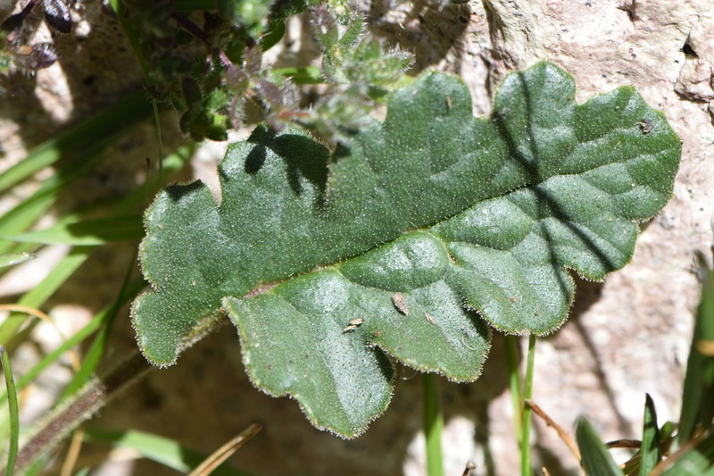 Senecio rhizomatus photo 3
