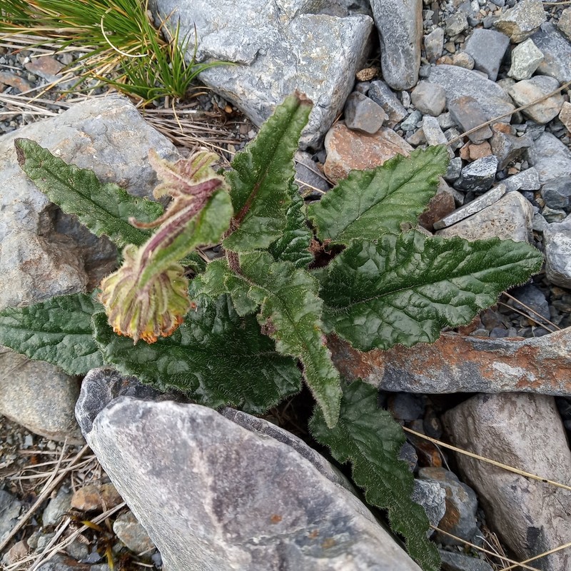 Senecio rhizomatus photo 4