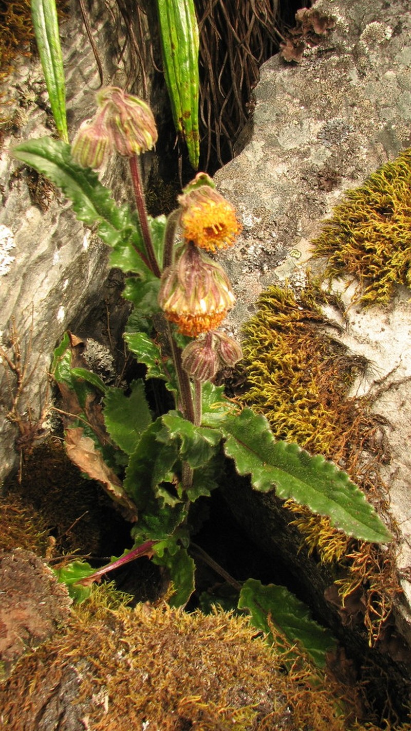 Senecio rhizomatus photo 5