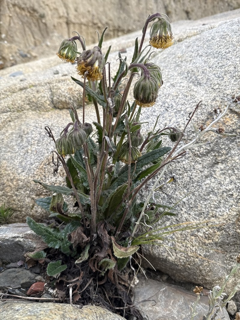 Senecio rhizomatus photo 7
