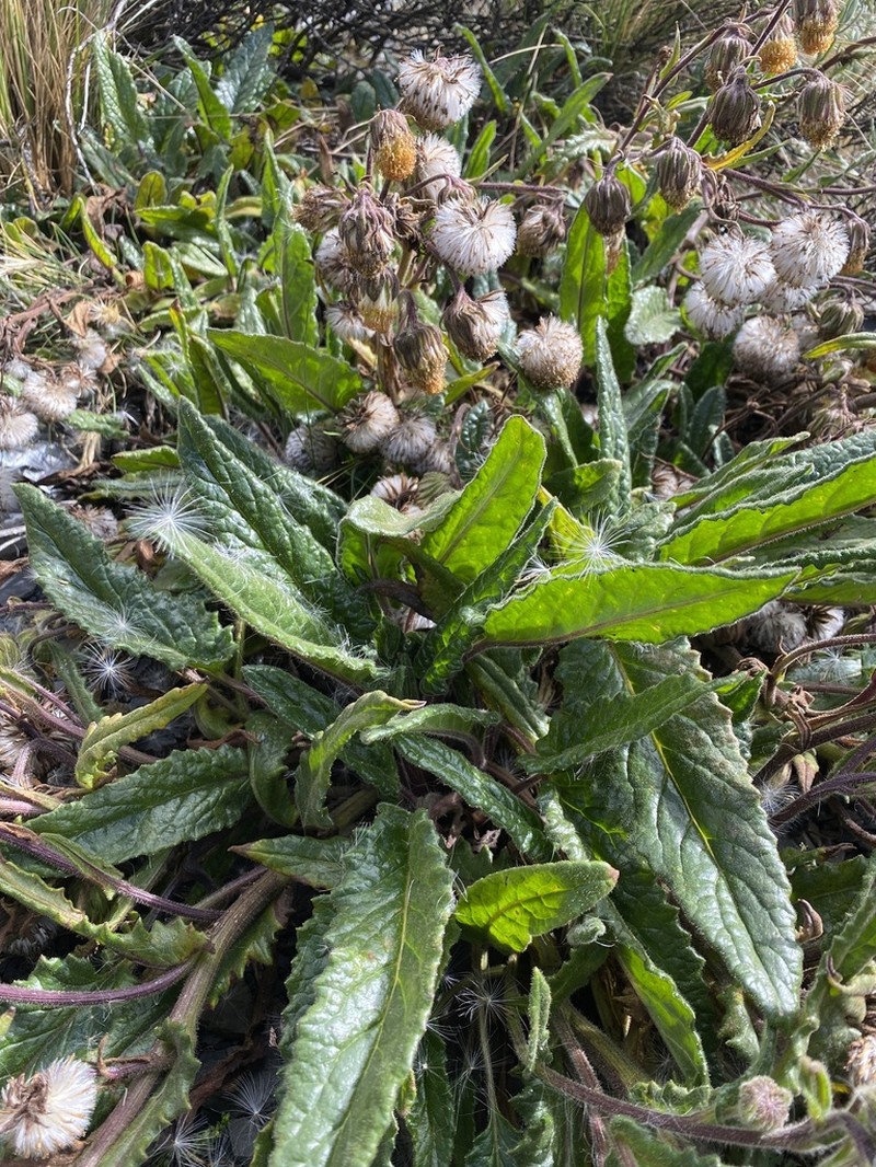 Senecio rhizomatus photo 8