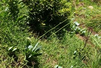 Senecio rhomboideus