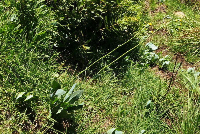 Senecio rhomboideus