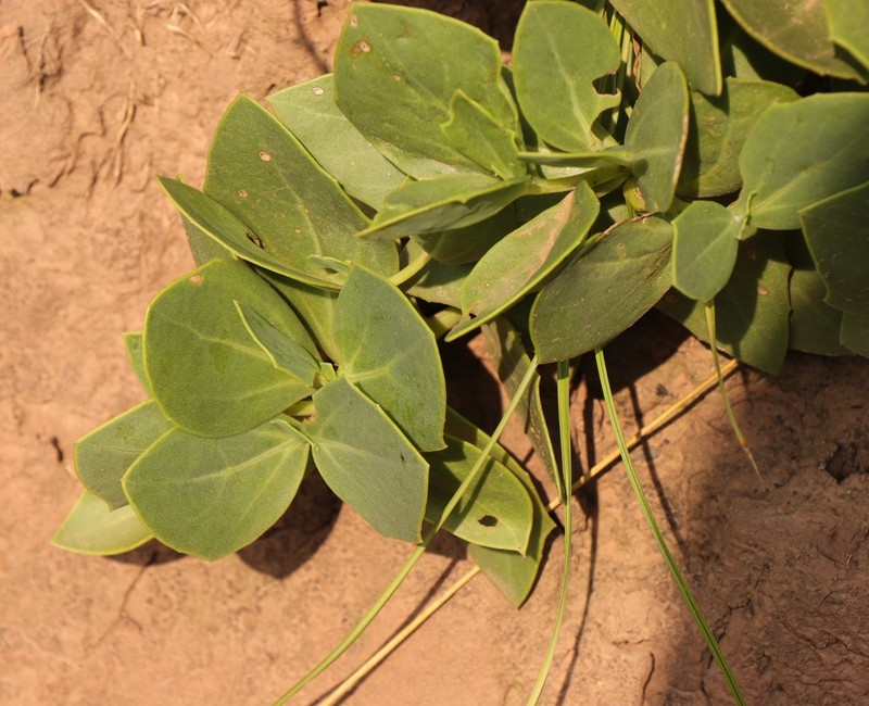 Senecio rhomboideus photo 2