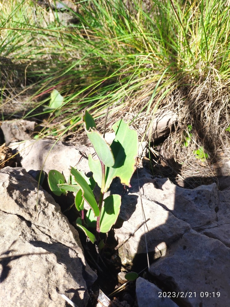 Senecio rhomboideus photo 3