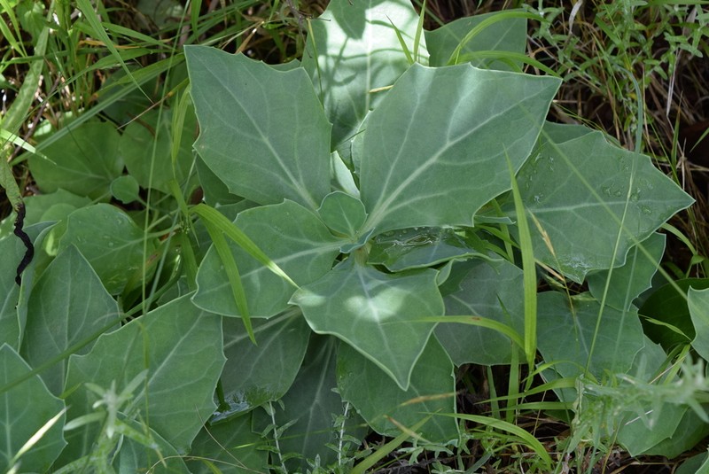 Senecio rhomboideus photo 4