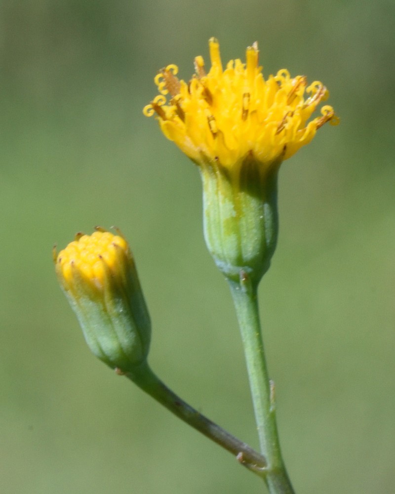 Senecio rhomboideus photo 5