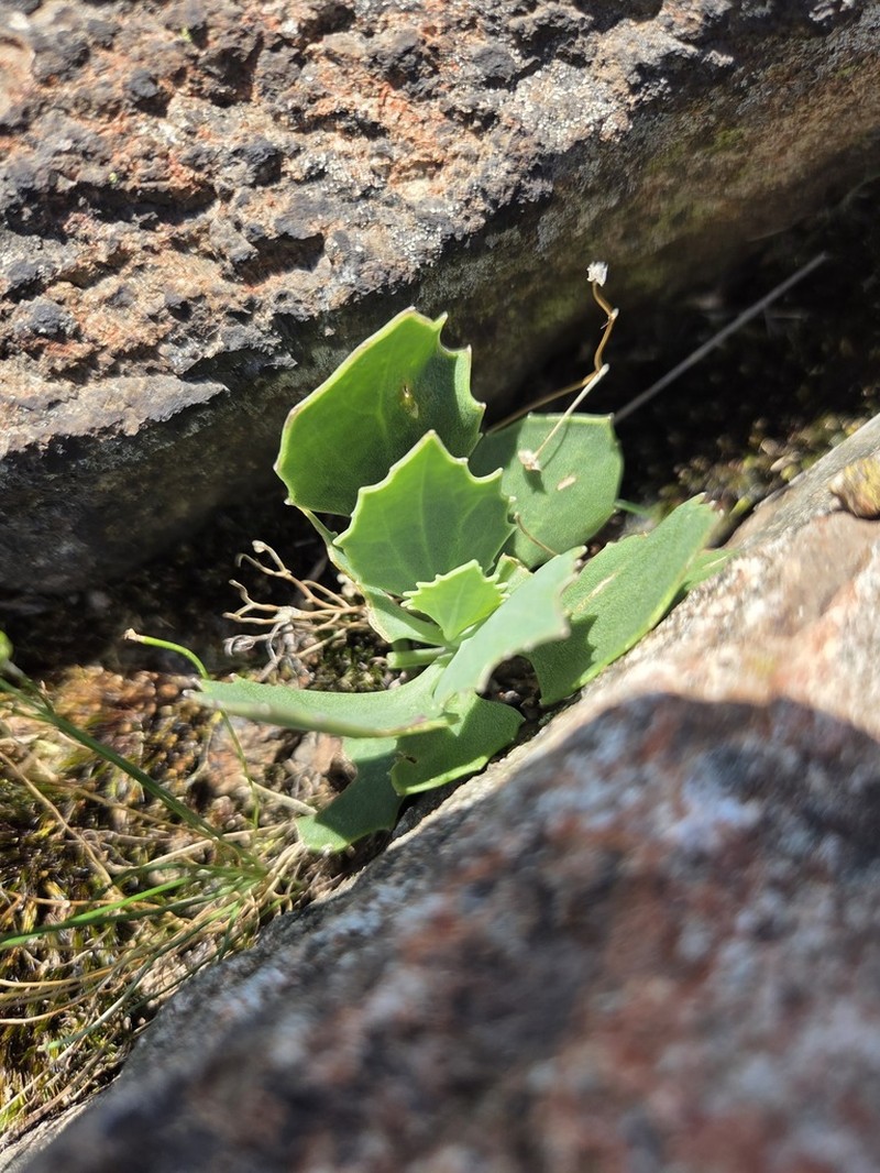 Senecio rhomboideus photo 6