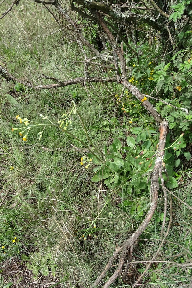 Senecio rhomboideus photo 7