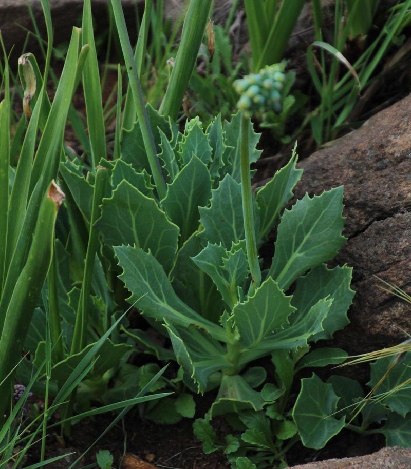 Senecio rhomboideus photo 8