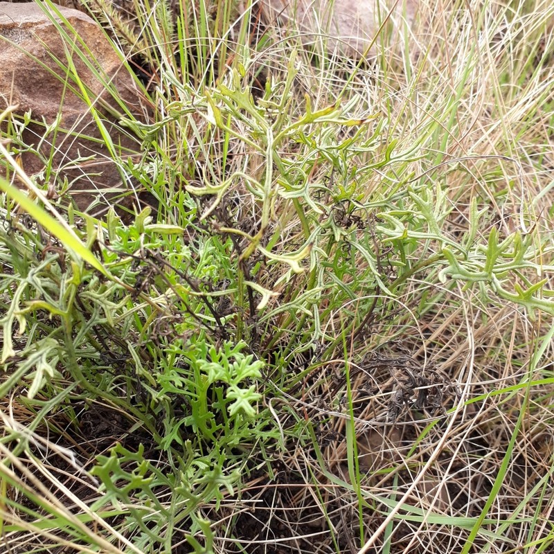 Senecio rhyncholaenus