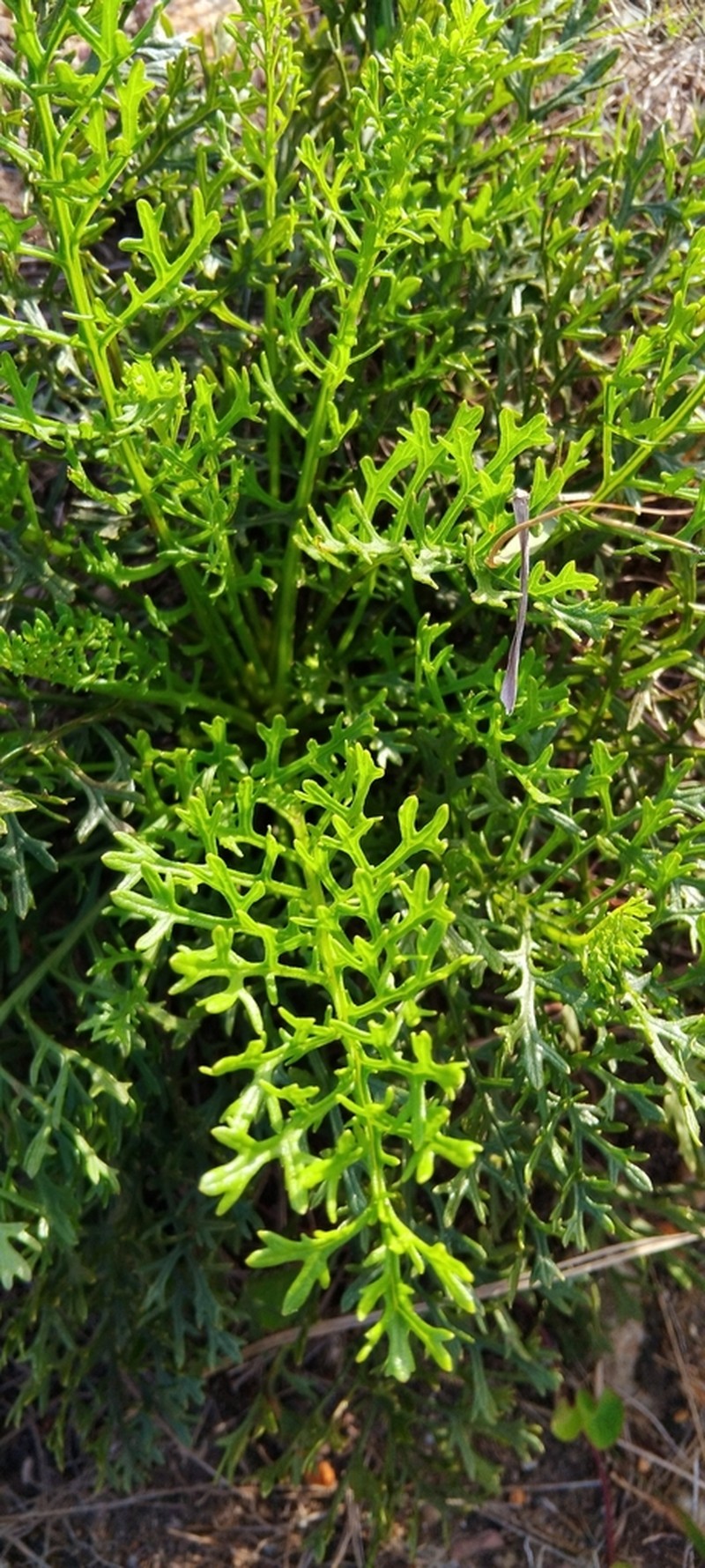 Senecio rhyncholaenus photo 2
