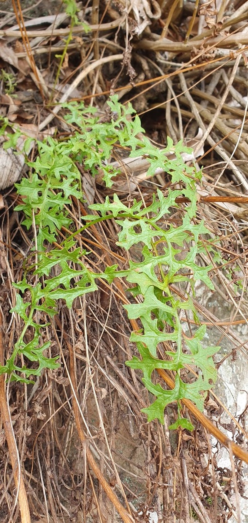Senecio rhyncholaenus photo 3