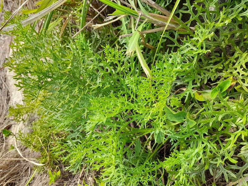 Senecio rhyncholaenus photo 4