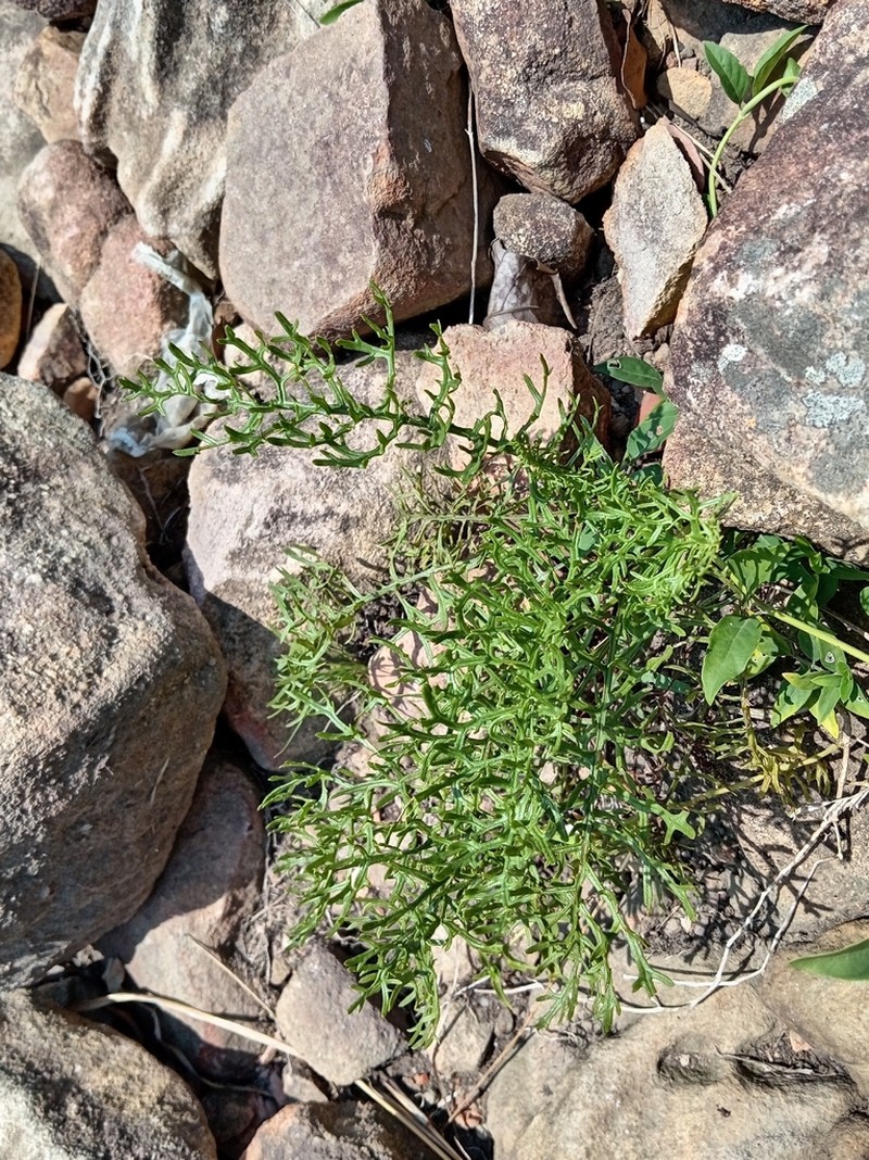 Senecio rhyncholaenus photo 5