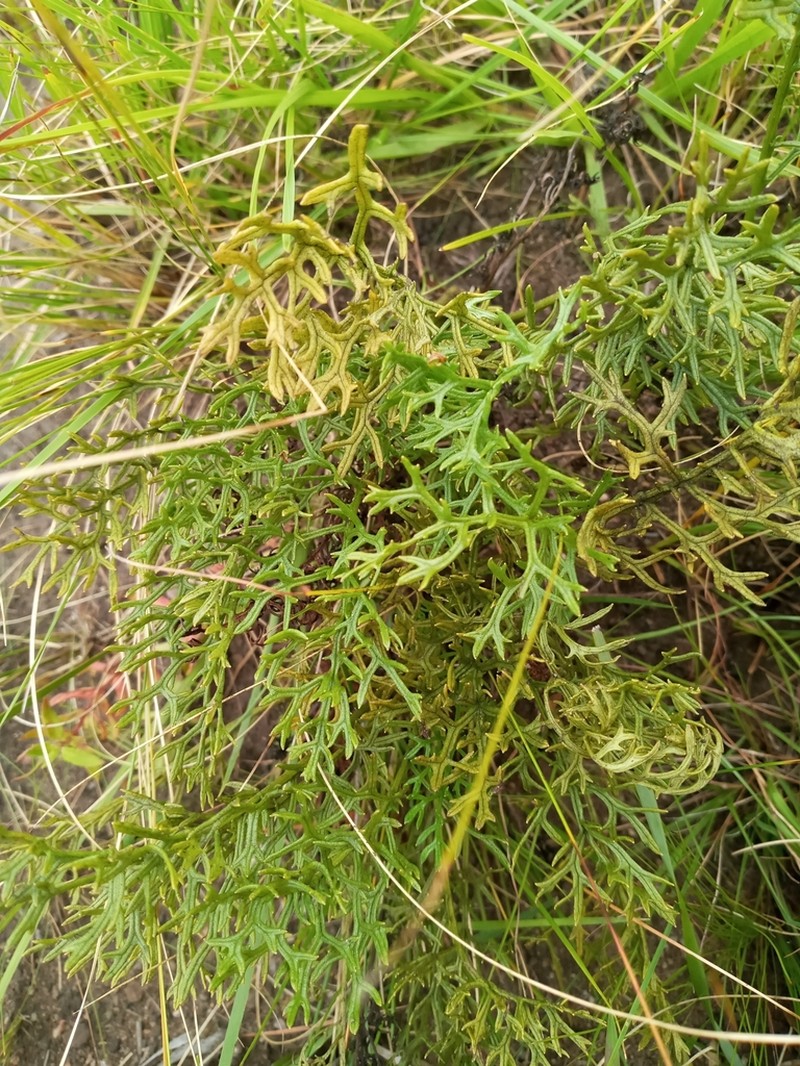 Senecio rhyncholaenus photo 6