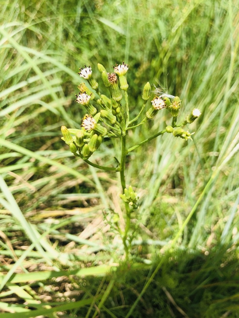 Senecio rhyncholaenus photo 7