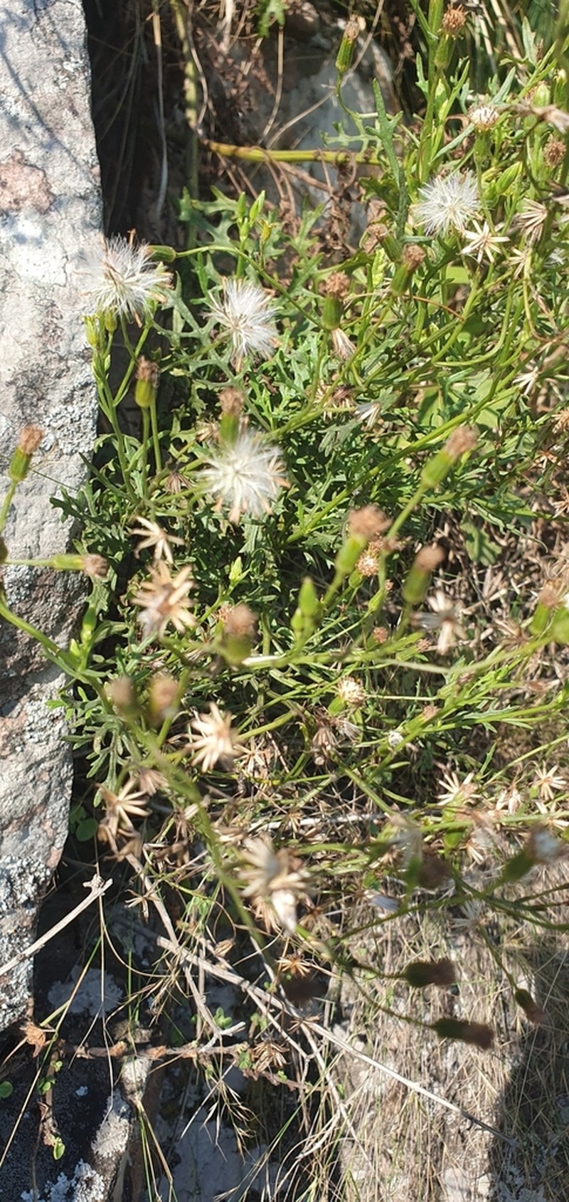 Senecio rhyncholaenus photo 8