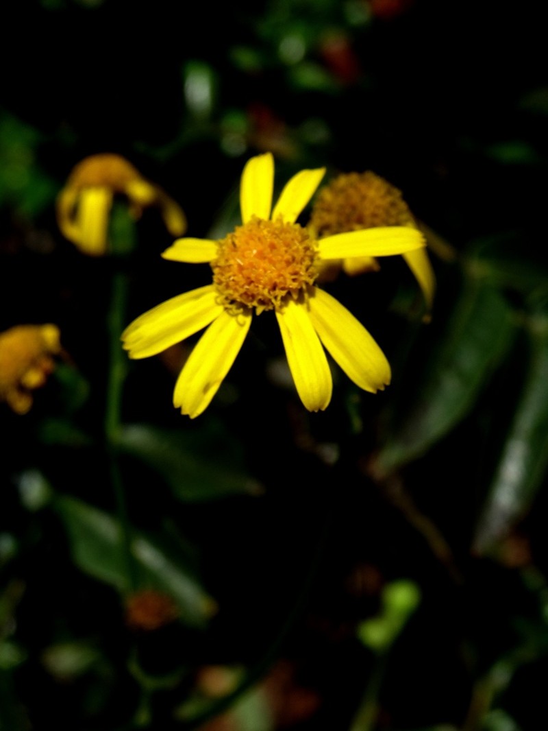 Senecio richardsonii