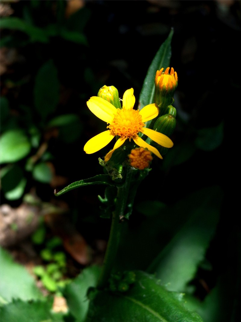 Senecio richardsonii photo 2